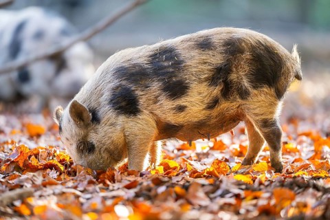 Vietnamese Pot-bellied pig in autumn, Bavaria, Germany