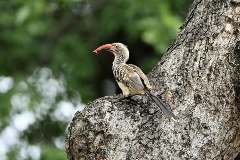 Mopanetoko (Tockus rufirostris), Southern Red-billed Hornbill, adult, on tree, alert, with food, at