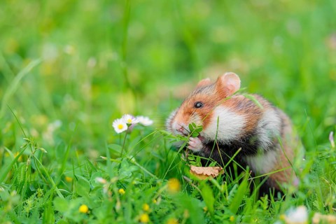 A European hamster (Cricetus cricetus) collects herbs, grass and daisies in a fresh green meadow