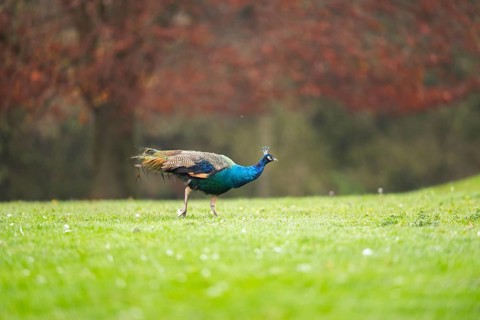 Indian peafowl (Pavo cristatus) walking on a meadow, Bavaria, Germany
