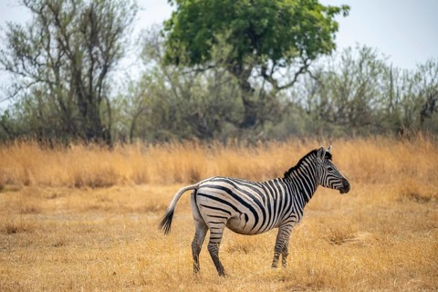 Plains zebra (Equus quagga), in dry savannah, Okavango Delta, Moremi Game Reserve, Botswana
