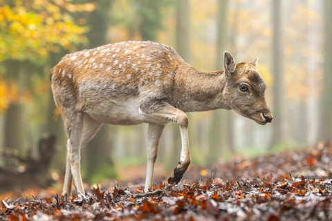European fallow deer (dama dama) doe walking in a forest on a foggy day in autumn, Bavaria, Germany