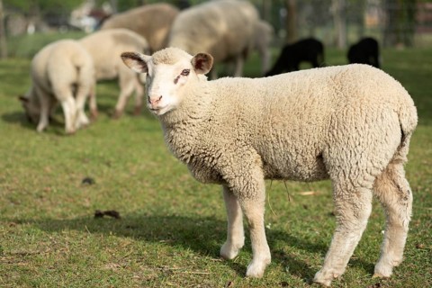 Een schattig lam staat in een groene weide tussen volwassen schapen. Het is a zonnige dag in het