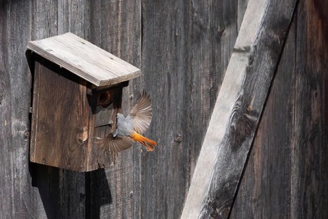 A redstart (Phoenicurus phoenicurus) female landing on a birdhouse, animal photo, bird, bird