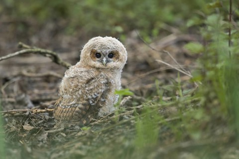 Ground landing... Tawny owl (Strix aluco), young owl, branchling, tawny owl branchling has jumped