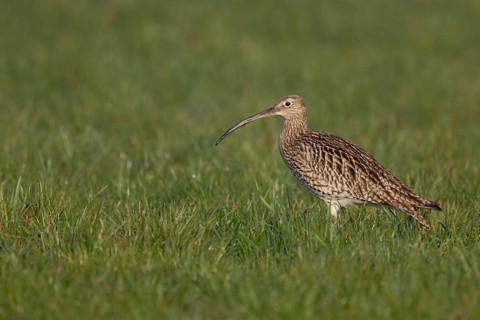 Conspicuous meadow limicole, wading bird... Eurasian curlew (Numenius arquata) in a wet meadow,