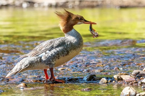 Common merganser (mergus merganser), Female catching a fish, La Mauricie national park. Province of