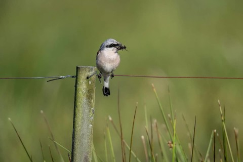 Red-backed shrike (Lanius collurio), Emsland, Lower Saxony, Germany