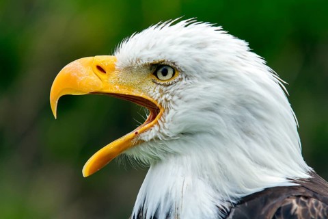 Bald eagle, Haliaeetus leucocephalus, Eagle perched and crying, Beak wide open, Portrait, Profil,