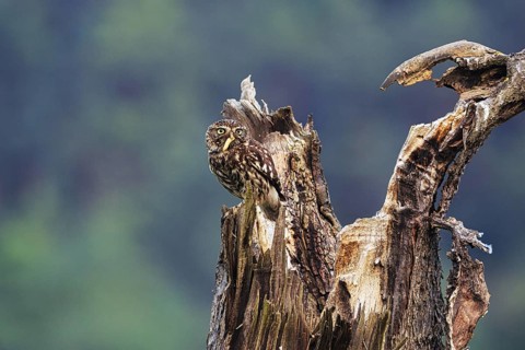 Little owl (Athene noctua) sitting on dead wood, prey in its beak, Höxter, Weserbergland, North