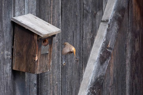 A redstart (Phoenicurus phoenicurus) female landing on a birdhouse, animal photo, bird, bird