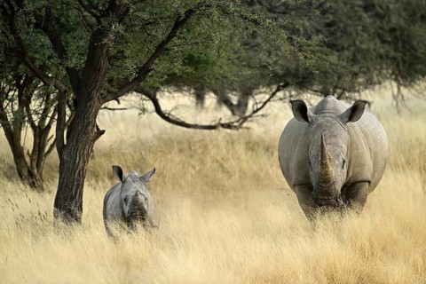 White rhinoceros (Ceratotherium simum) mother with young in Namibia