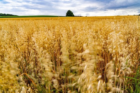 Agriculture, field with grain, oats, shortly in front of harvest, near Nettetal, on the Lower