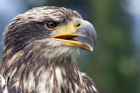 Black chested buzzard, Geranoaetus melanoleucus, Immature female perched on a tree, Open beak,