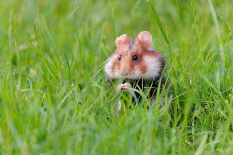 A European hamster (Cricetus cricetus) collects herbs, grass and daisies in a fresh green meadow