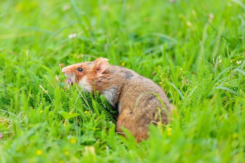 A European hamster (Cricetus cricetus) collects herbs, grass and daisies in a fresh green meadow