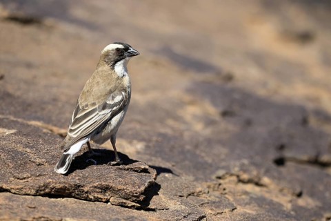 White-browed Weaver (Plocepasser mahali), adult male, on the ground, alert, Mountain Zebra National