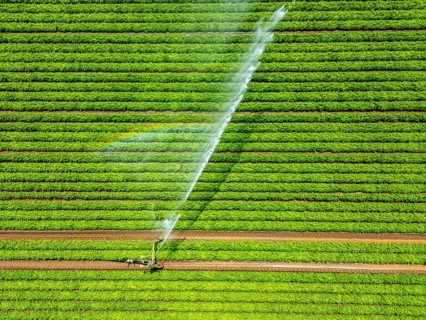Artificial irrigation with a sprinkler system in a field where carrots are grown, near Kerken, on