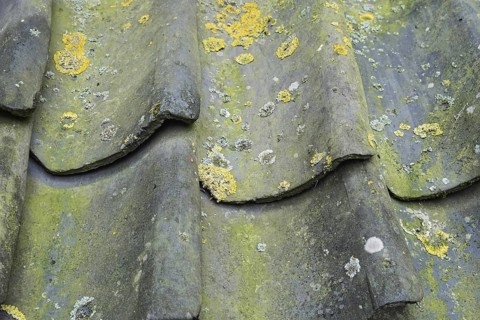 Old, weathered roof tiles with lichen, texture, background, Münsterland, North Rhine-Westphalia,