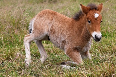 Young Icelandic stallion (Equus islandicus), foal kneeling in a meadow, colt, male, animal child,