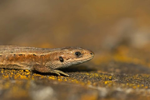 Common lizard (Zootoca vivipara) adult reptile basking on a wooden sleeper, England, United Kingdom