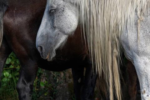 A white pair with long, golden manes are found between a large group of thick and brown pairs. Het
