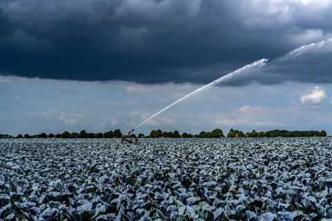 Agriculture, artificial irrigation of a field, irrigation system, cabbage cultivation, red cabbage,