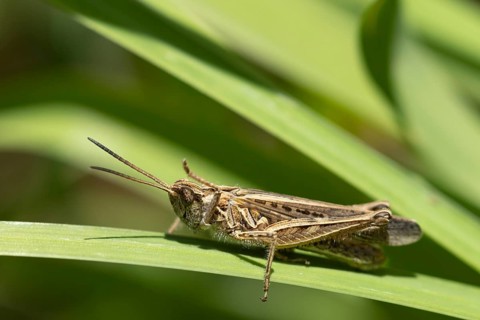 Meadow grasshopper (Chorthippus parallelus) adult insect on a blade of grass leaf, England, United