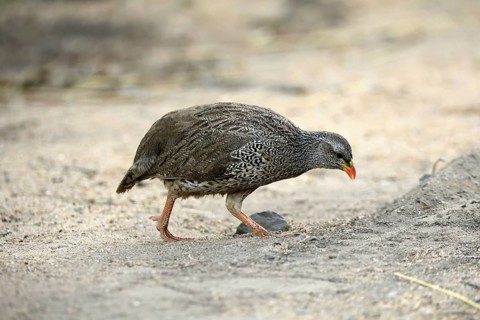 Natal Francolin (Pternistis natalensis), adult, foraging, on the ground, Kruger, Kruger National