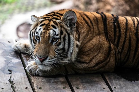Tiger (Panthera tigris) Pattaya Thailand