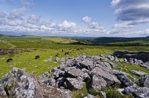 Horses in the grassland around the Top Tor rock hill in Dartmoor National Park in the British