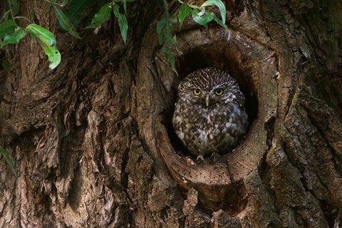 In its cave... Little owl (Athene noctua), adult bird, native, highly endangered smaller owl looks