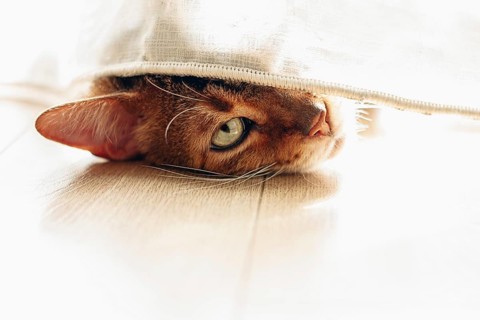 A cat peeks out from behind a curtain, in a sunlit room, lifestyle, there are no people