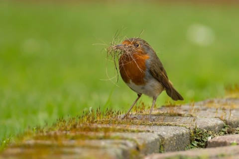 European robin (Erithacus rubecula) adult bird in an urban garden with nesting material in its beak