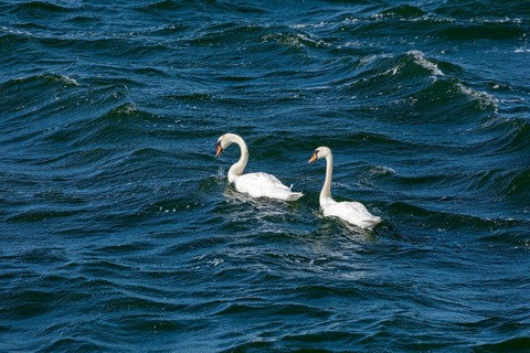 Swans, Warnow, Warnemünde, Rostock, Mecklenburg-Western Pomerania, Germany