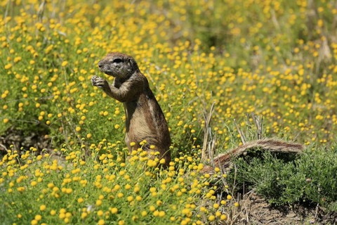 Cape bristle-thighed squirrel (Xerus inauris), adult, alert, standing upright, feeding, flower