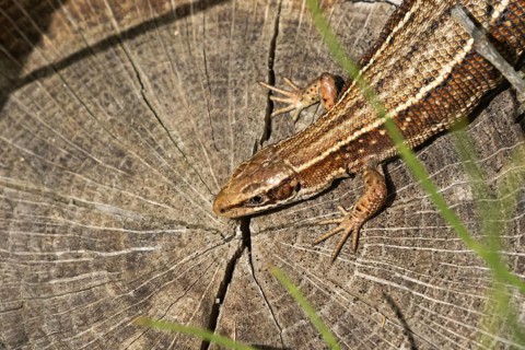 Common lizard (Zootoca vivipara) adult reptile resting on a tree stump, England, United Kingdom