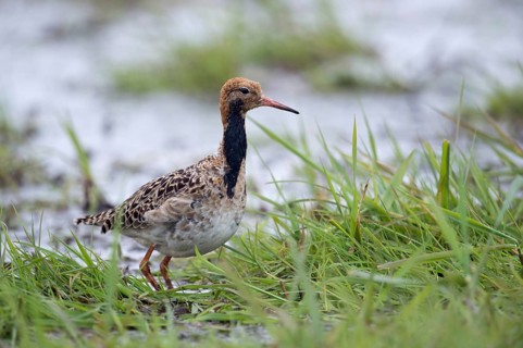 Ready to go... Ruff (Philomachus pugnax), adult male in moult into breeding plumage, breeding