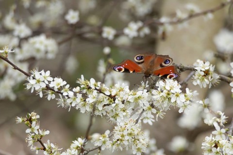 Peacock butterfly (Aglais io) adult insect feeding on Blackthorn tree blossom in spring, England,