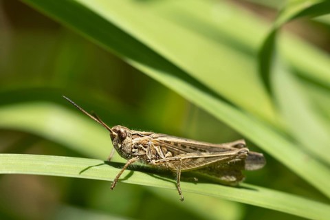 Meadow grasshopper (Chorthippus parallelus) adult insect on a blade of grass leaf, England, United
