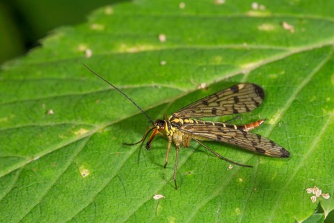 A female scorpion fly (Panorpa communis) with patterned wings on a green leaf, Baden-Württemberg,