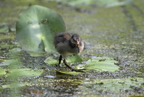 Green-footed moorhen (Gallinula chloropus), chick running over water plants, Lower Rhine, North