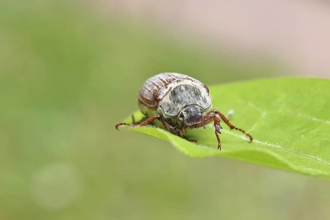 May beetle, wood cockchafer (Melolontha hippocastani), female, on a leaf, close-up, Wilnsdorf,
