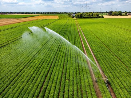 Artificial irrigation with a sprinkler system in a field where carrots are grown, near Kerken, on