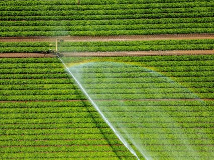 Artificial irrigation with a sprinkler system in a field where carrots are grown, near Kerken, on