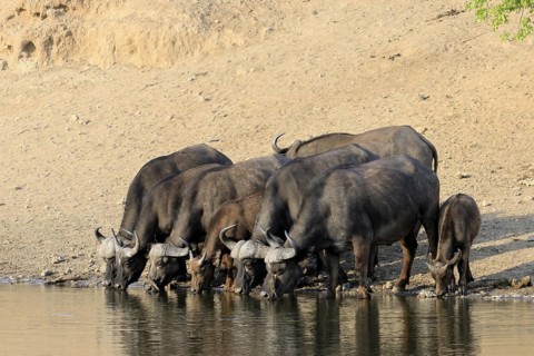 Cape buffalo (Syncerus caffer), adult, young animal, drinking, water, herd, Kruger, Kruger National