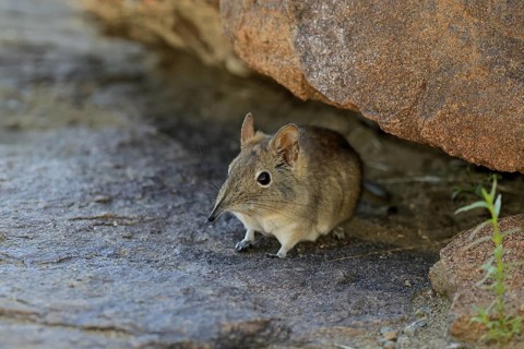 Short-eared elephant shrew (Macroscelides probosideus), adult, foraging, Mountain Zebra National