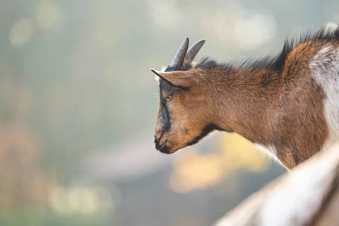 Domestic goat (Capra hircus) in autumn, portrait, Bavaria, Germany