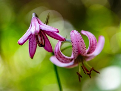 Turk's cap lily (Lilium martagon), Jenner, Berchtesgaden National Park, Schönau am Königssee,