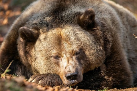 Eurasian Brown Bear (Ursus arctos arctos) lying in a forest, portrait, Bavaria, Germany
